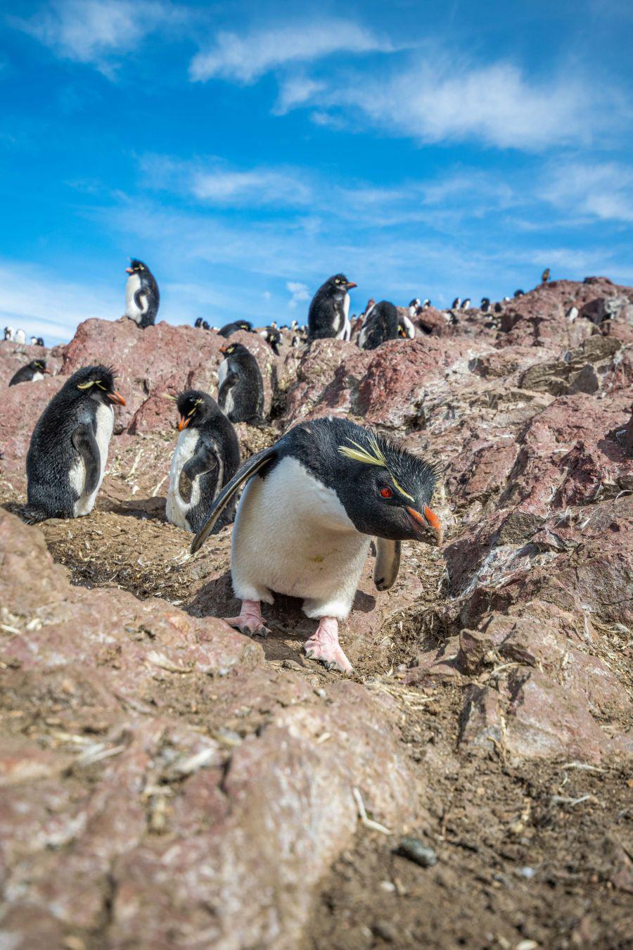 02bb5c6841c806a95333ff4694115964_XL