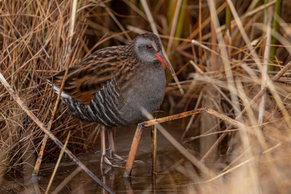 Gallineta Chica Franco Bucci Agosto 2022 (14)