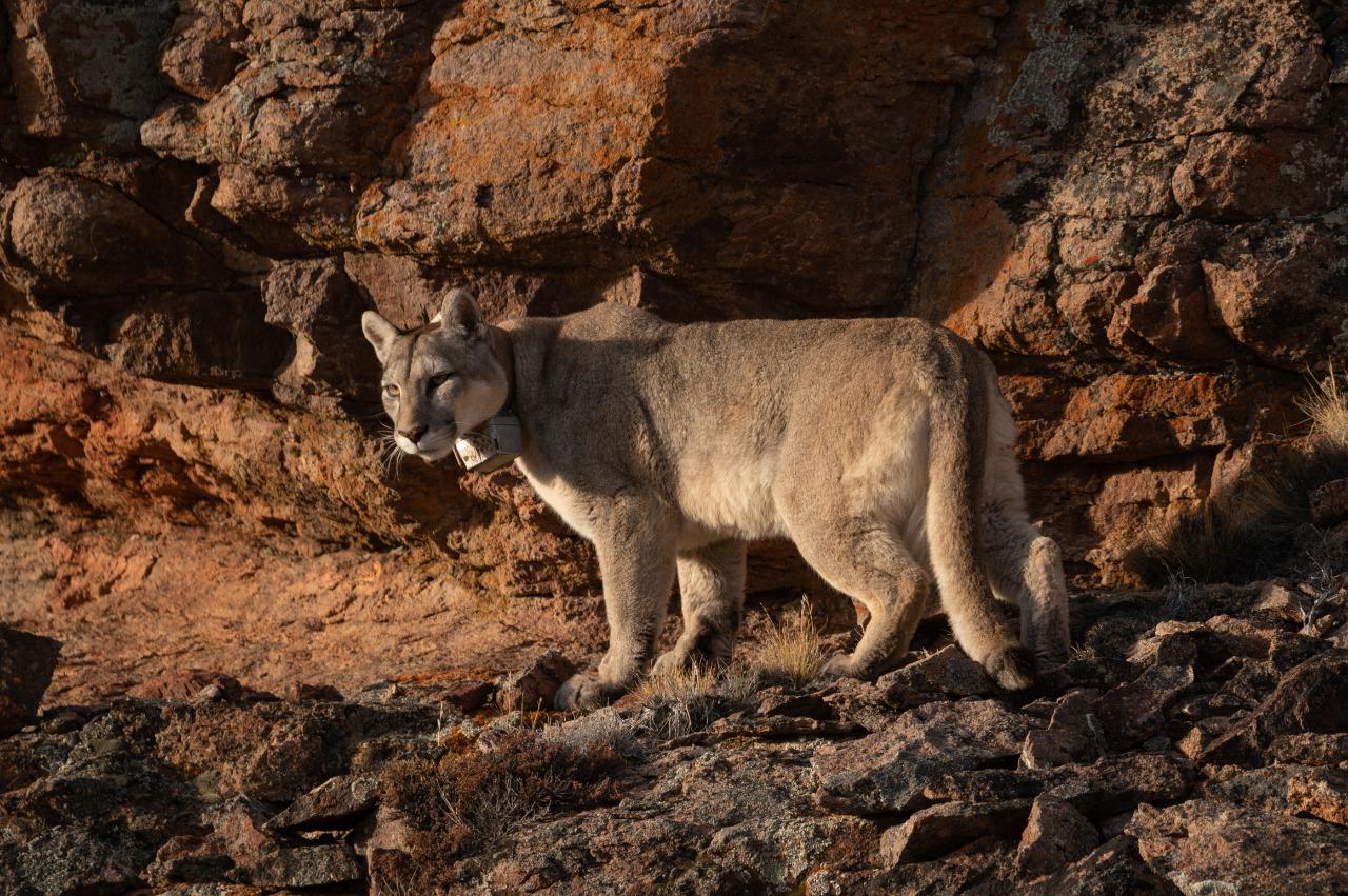 Franco Bucci - puma 03