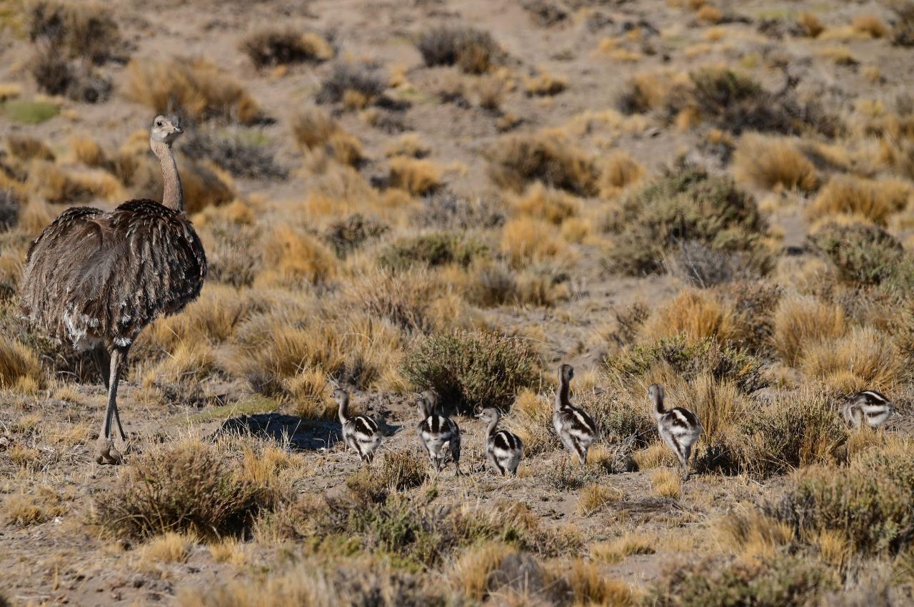 Choique charitos - Franco Bucci - noviembre 2019 (1)