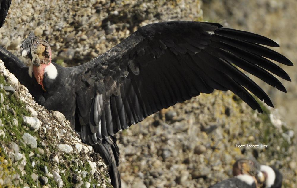 Cóndor andino, el amo de los cielos patagónicos - Foto Franco Paz 02