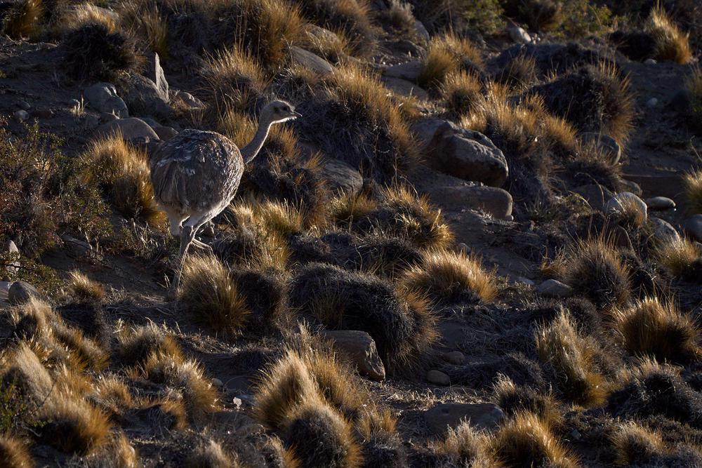 2023-03-24_-_Los_Antiguos_-_PN_Patagonia_65