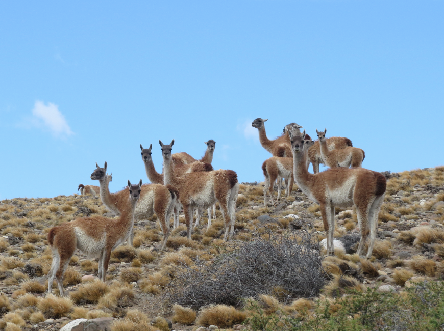 GermaÄ혳Â혖n Gil (10) (1)