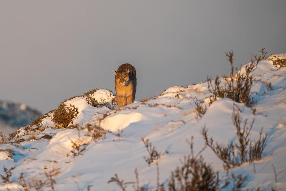 puma 2 @jorgecazenaveWe are Wildlife