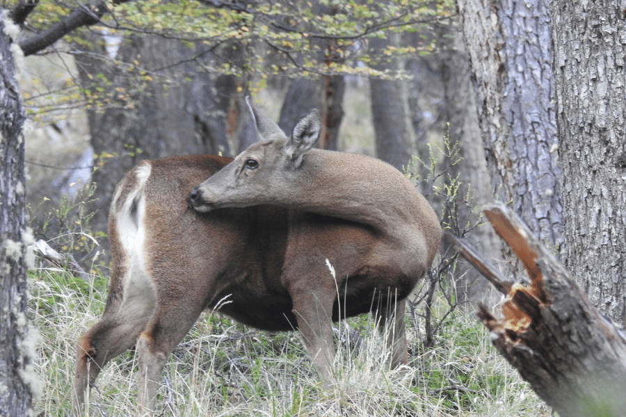 HUEMUL 2