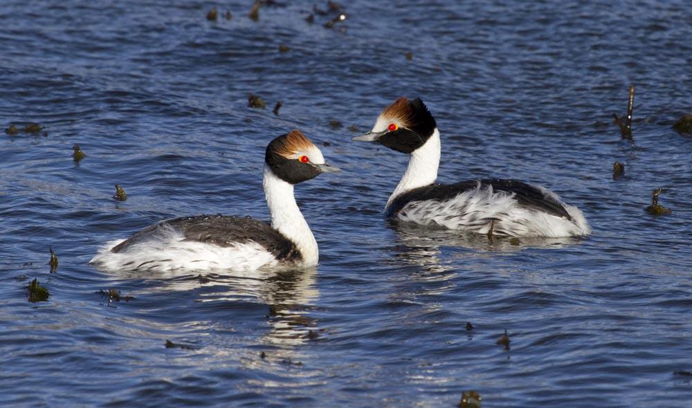 para puerto santa cruz