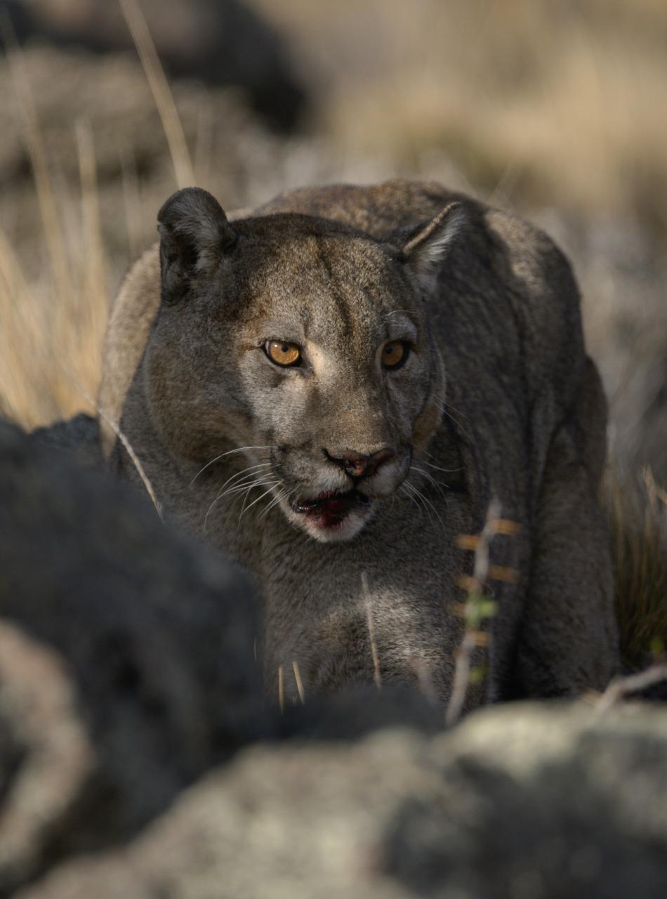 El puma es el predador tope del ecosistema en la Patagonia- foto de Franco Bucci_Fundación Rewilding Argentina