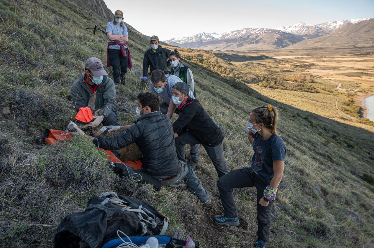 Captura de una hembra de huemul - foto Franco Bucci 05