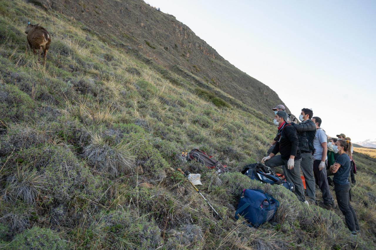 Suelta de la hembra de huemul capturada - foto de  Franco Bucci