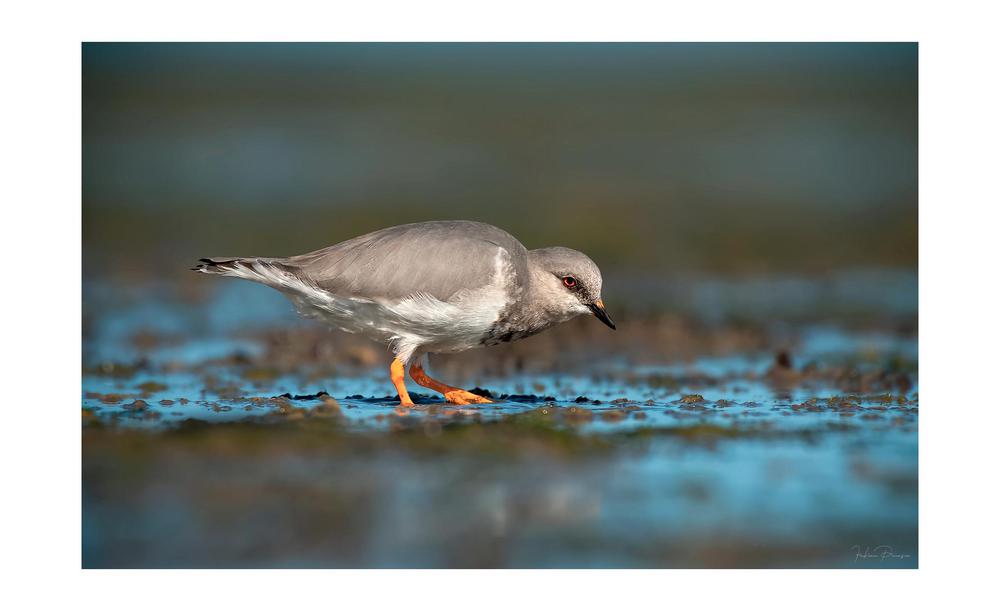 Chorlo Ceniciento FABIAN PINASCO