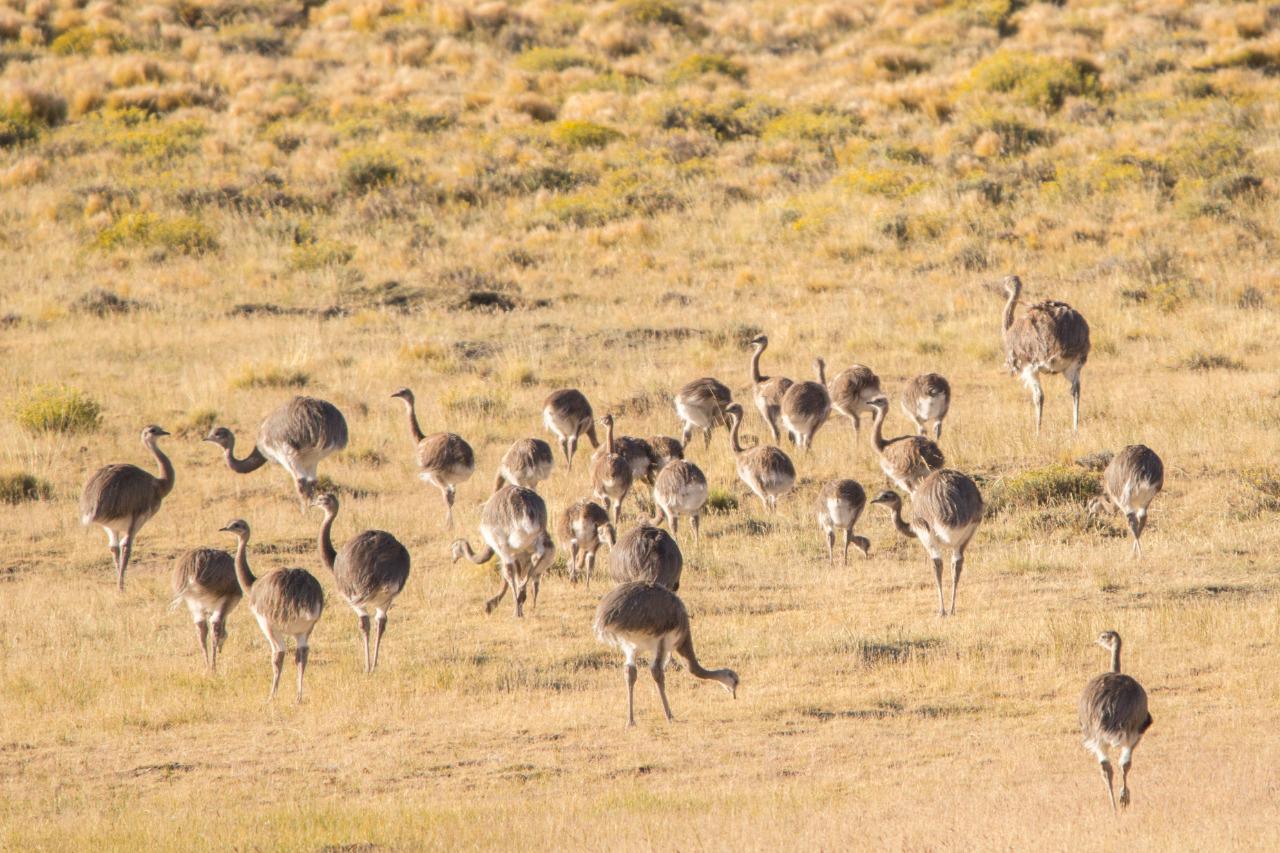 Grupo-de-choiques-foto-de-Matias-Rebak