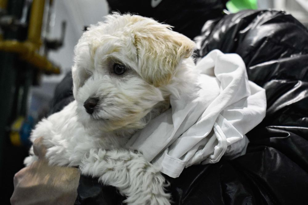 DES_EXPO ANIMAL RECORRIDA Y SORTEO_26_06 (3)