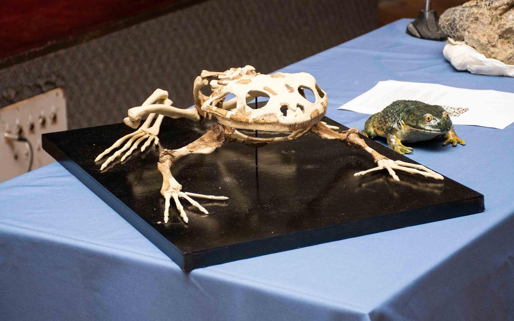 20230306_MINGOB_CULTURA__FOSILES-8