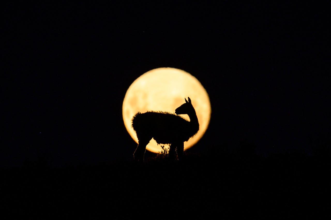 EL GUANACO Y LA LUNA DE FRANCO BUCCI