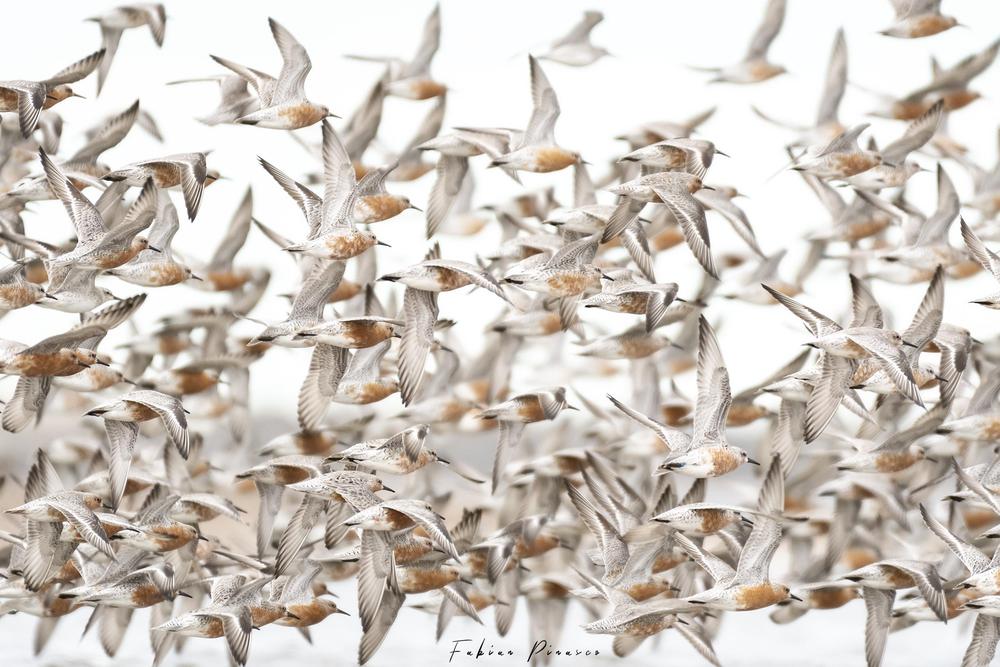 Bandada III (Bandada de Playero Rojizo) FABIAN PINASCO