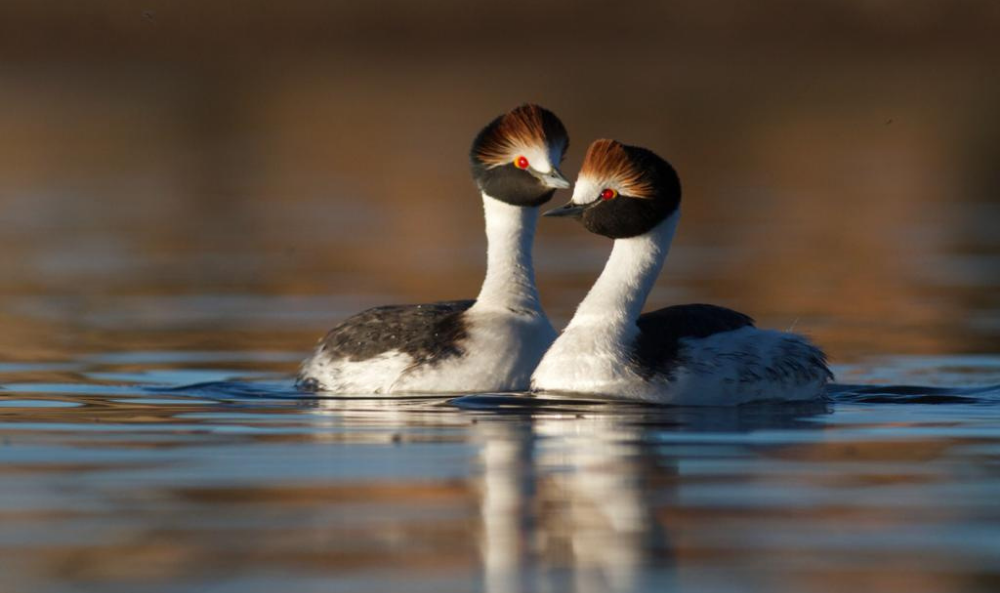 MACA TOBIANO PABLO HERNANDEZ