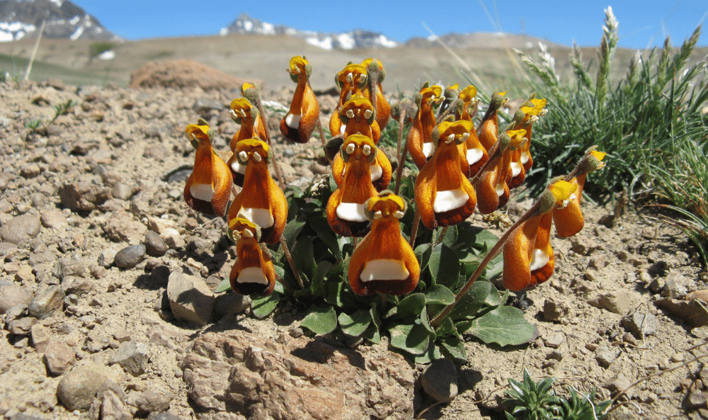 Calceolaria uniflora M.F.
