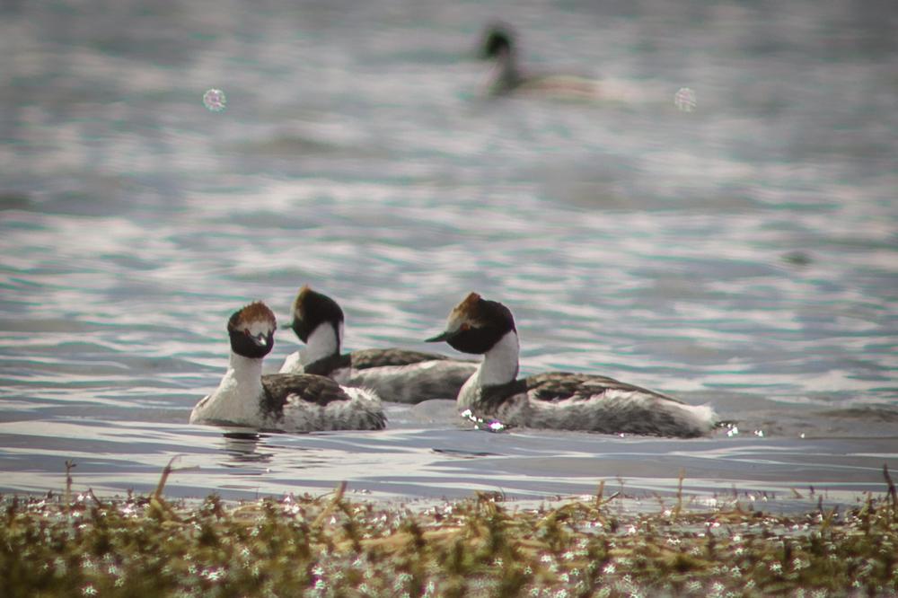 A partir del mes de octubre, el Macá Tobiano, ave endémica santacruceña y emblema del Parque, migra desde los estuarios de la costa del este a las mesetas de altura al oeste para nidificar - Meseta Lago Buenos Aires