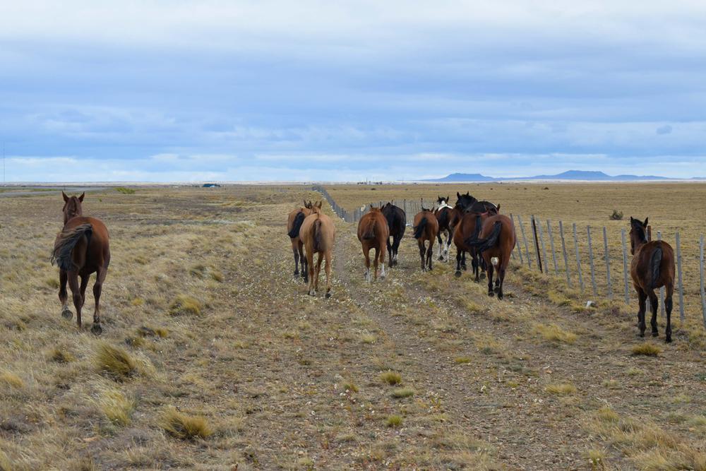 DES-ANIM_CABALLOS_01_02-7