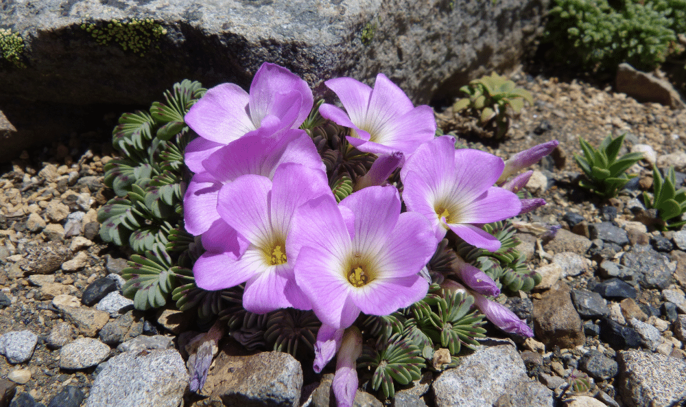 07 Oxalis adenophylla Cuye colorado o rosado (3)