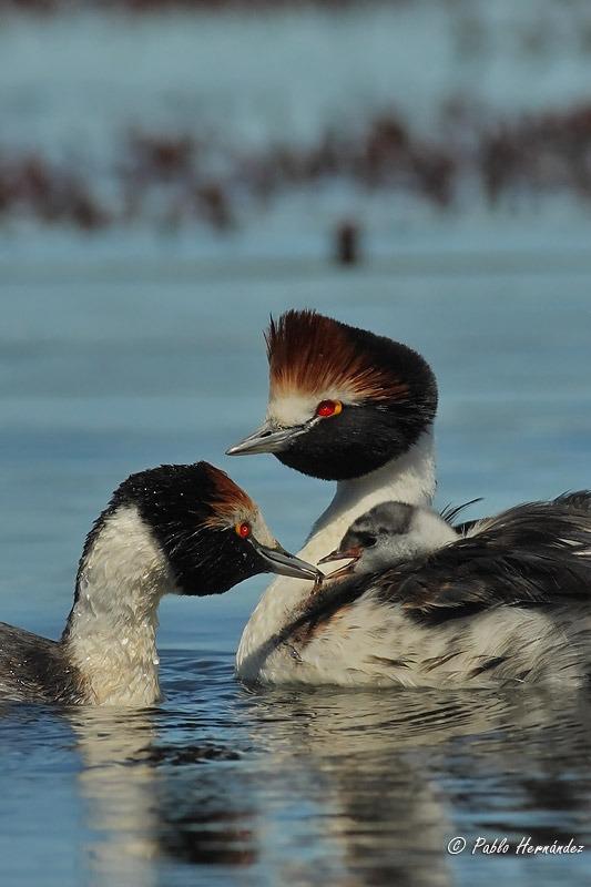 MACÁ TOBIANO ALIMENTANDO A SU CRÍA - Crédito Foto PABLO HERNANDEZ