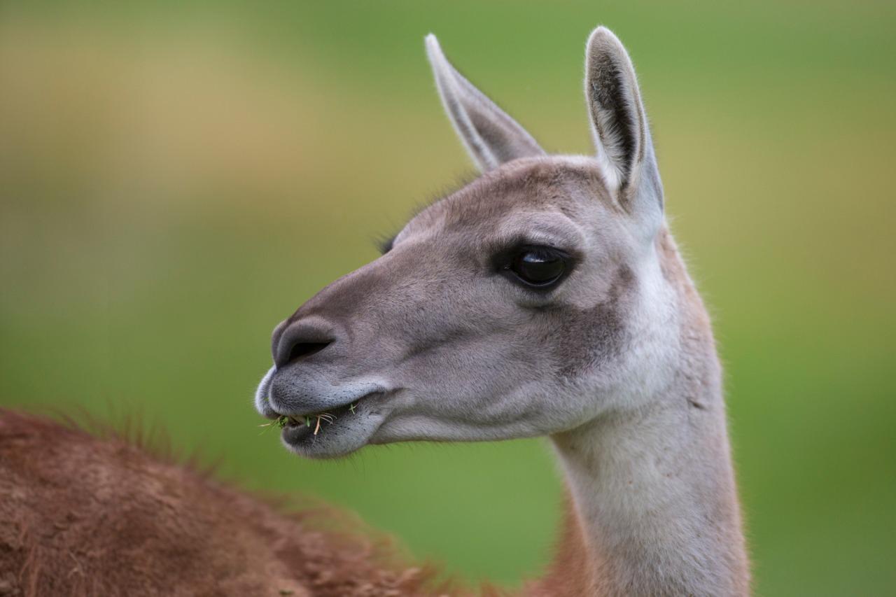 HERNAN POVEDANO - GUANACO