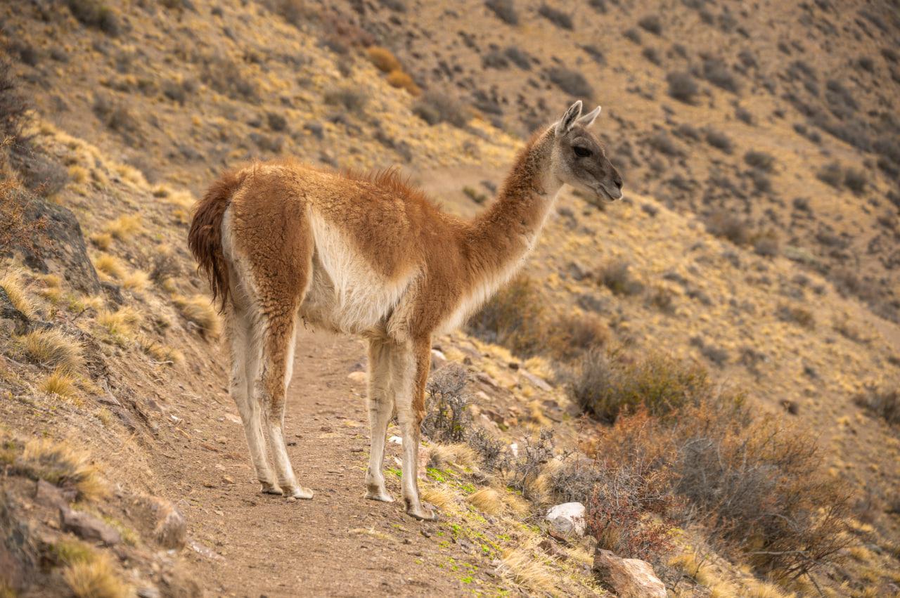 Guanaco - Agosto 2022 - Horacio Barbieri - @hori_barbieri_-15
