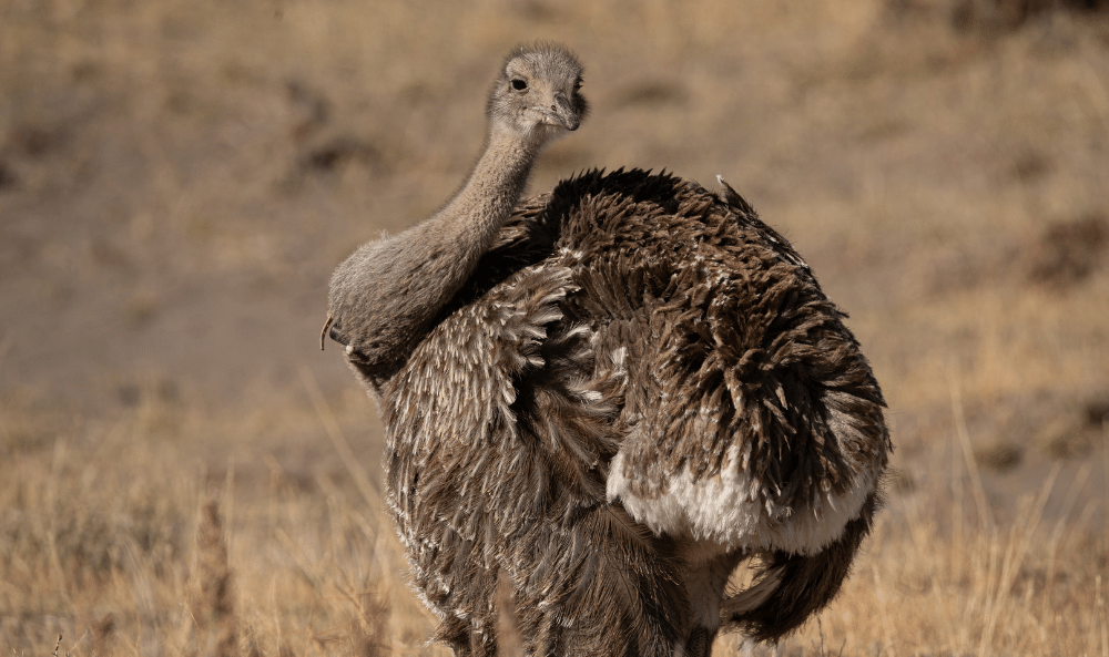01 Choique con collar - PH Franco Bucci (4)