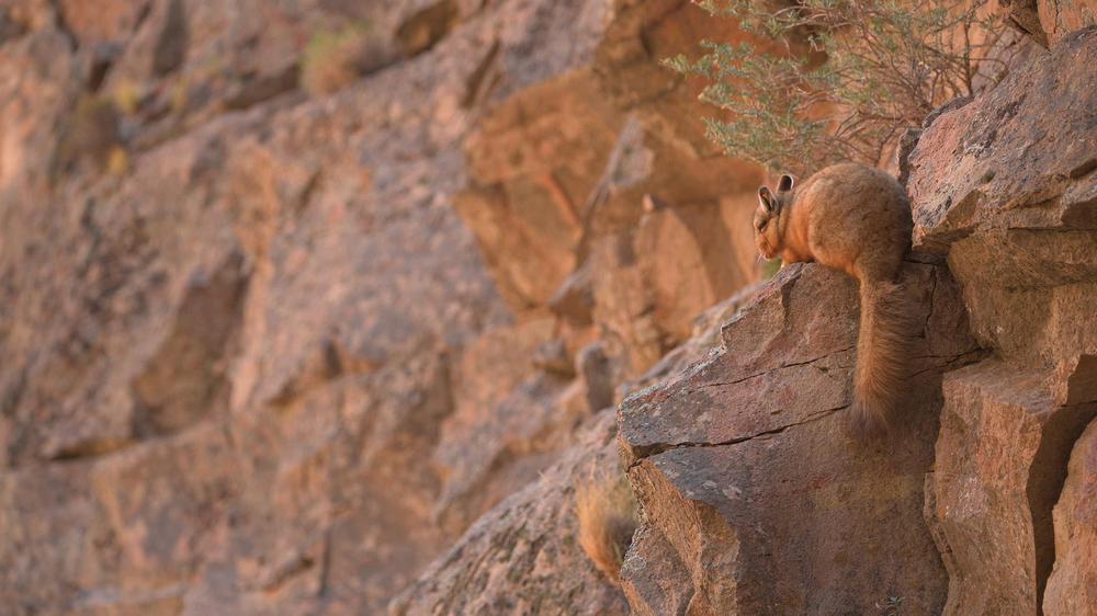 CHINCHI CAÑADON Y ABAJO_ Franco Bucci