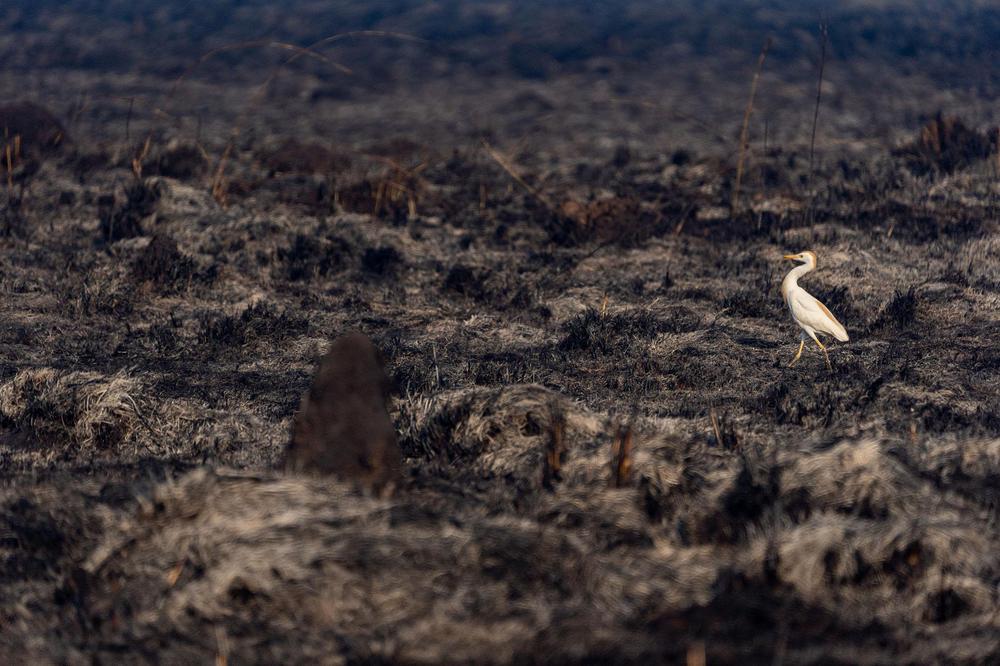 Incendios Iberá (Yerbalito) - Matias Rebak - Fundacion Rewilding Argentina-46