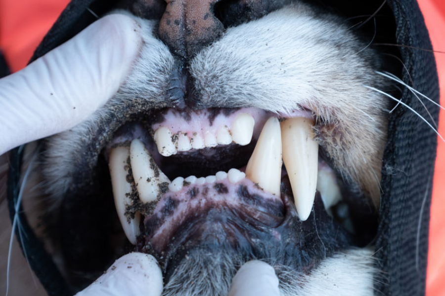 EL ROMPEHIELOS - 2023-04-15T224451.244