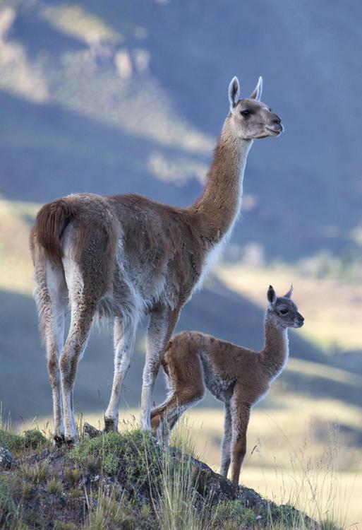 Hernan Povedano - PN PATAGONIA CHILE201512050203