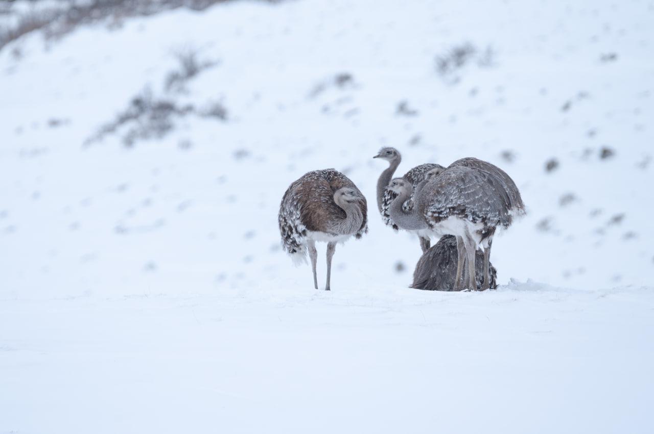 CHOIQUES DÍA DEL AMBIENTE FOTO FRANCO BUCCI