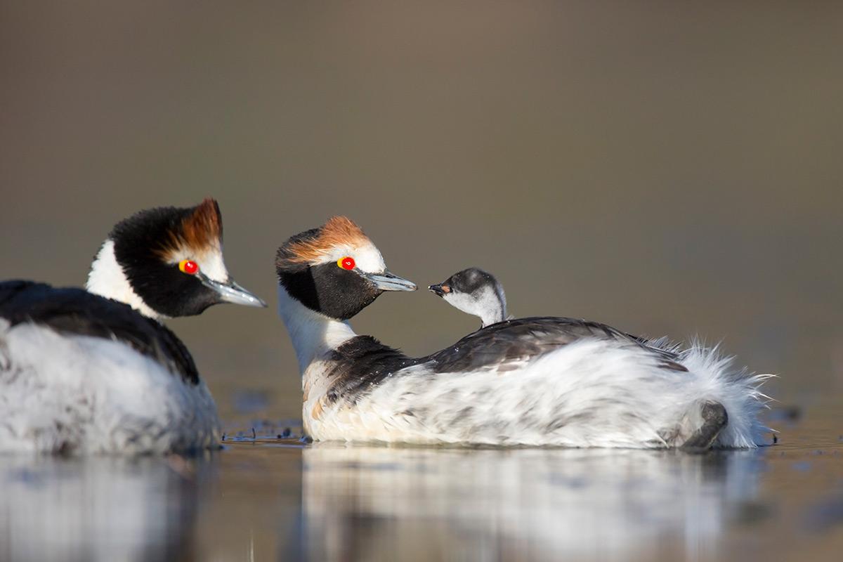 El amenazado Macá tobiano nidifica en las lagunas de altura sobre la meseta del lago Buenos Aires, hoy protegidas por el Parque Nacional Patagonia. HERNÁN POVEDANO