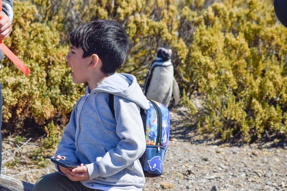 DES-TUR_VISITA PINGUINERA_06_02-37