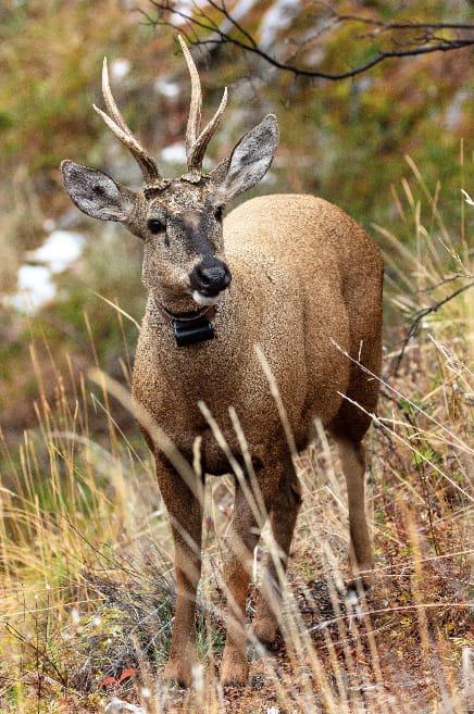 La recuperación del huemul un trabajo en conjunto 01