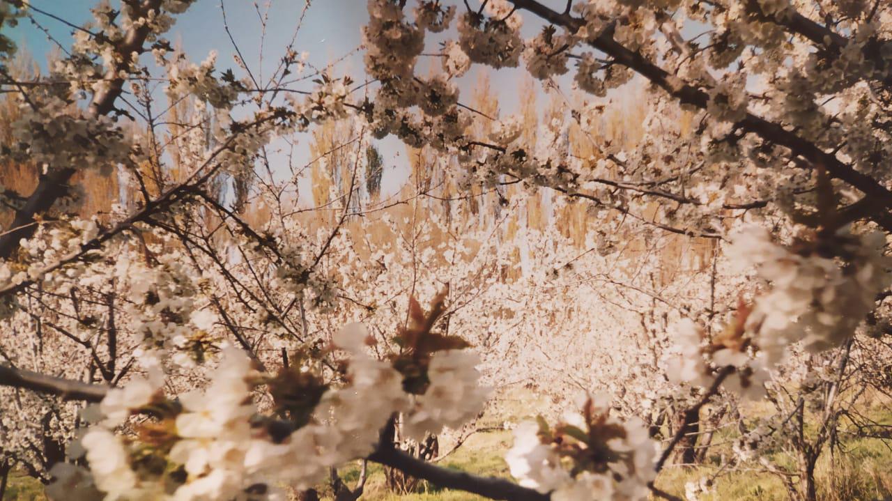Productores-de-cerezas-de-Los-Antiguos-buscan-preservar-las-fuentes-de-agua-09