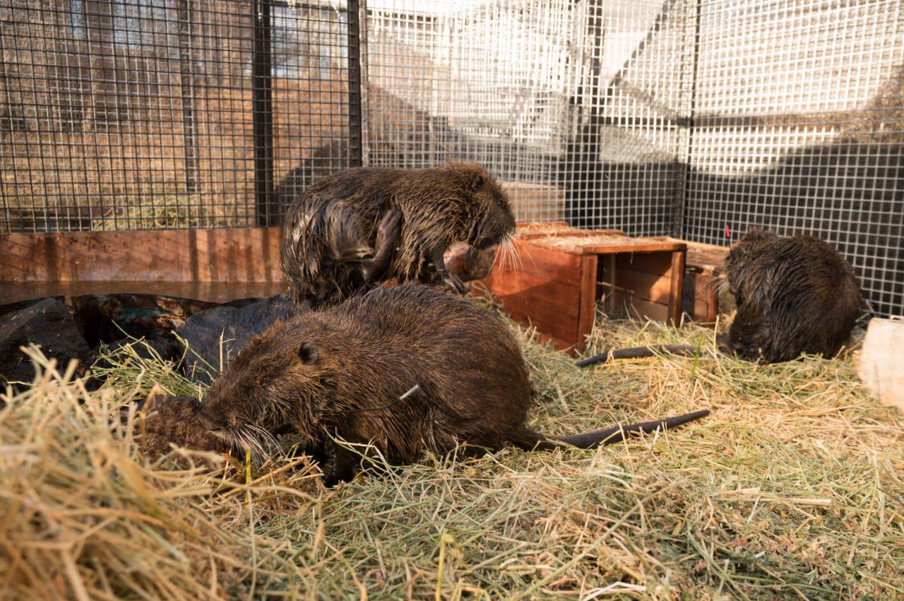 multimedia.normal.96e79c9ac33c3434.636f69706f20365f6e6f726d616c2e6a706567