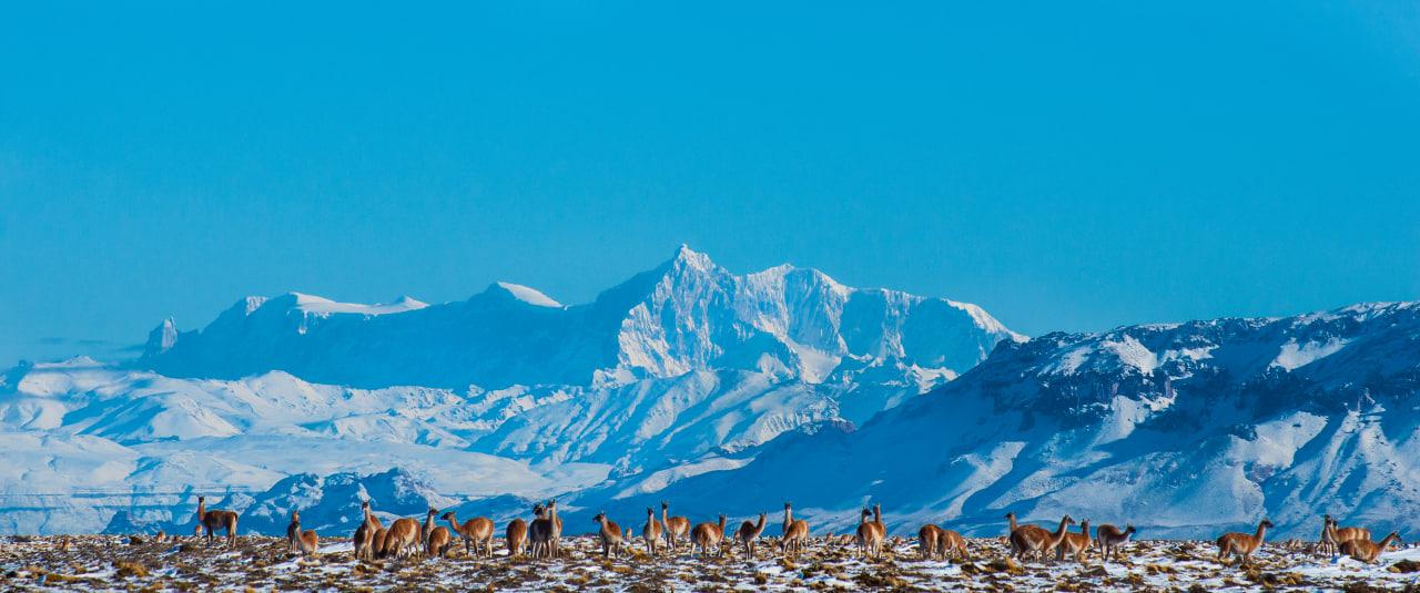 Guanacos y Cerro San Lorenzo de fondo. Rutas Escénicas, Ruta 41. por Mauro Prati