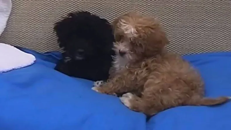 el-veterinario-la-casa-esta-preocupado-los-perritos