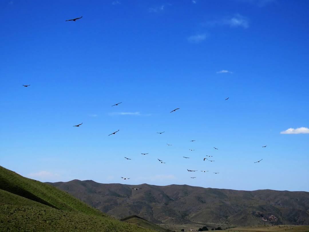 Momento de la suelta PCCA