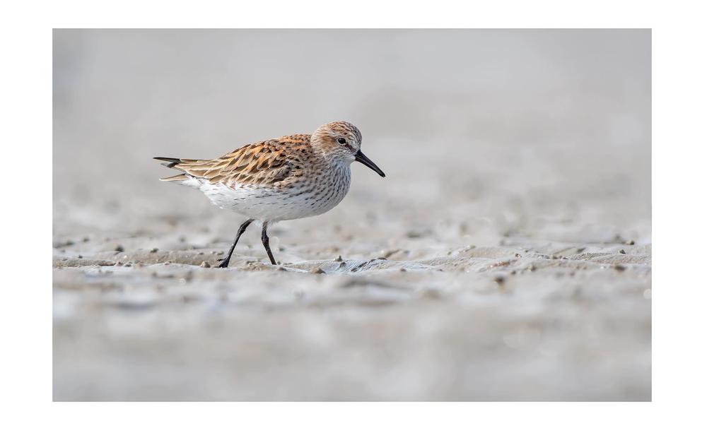 Rabadilla Blanca (Playero Rabadilla Blanca) FABIAN PINASCO