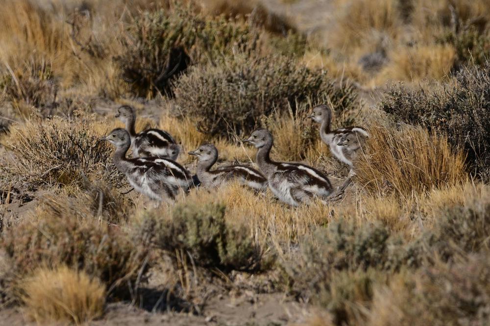 Choique charitos - Franco Bucci - noviembre 2019 