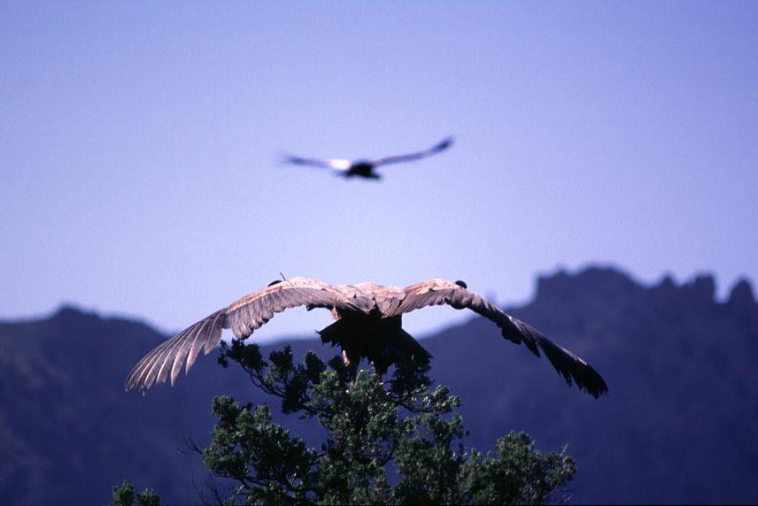 PRIMERA SUELTA. En Valle Encantado, Provincia de Río Negro, un 18 diciembre 1997 PCCA