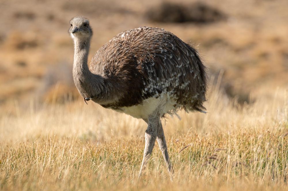 Choique con collar - PH Franco Bucci (4)