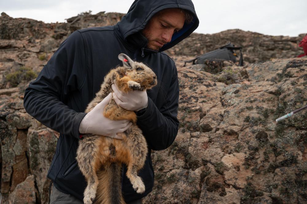 Chinchillón cañadón Pinturas (11)