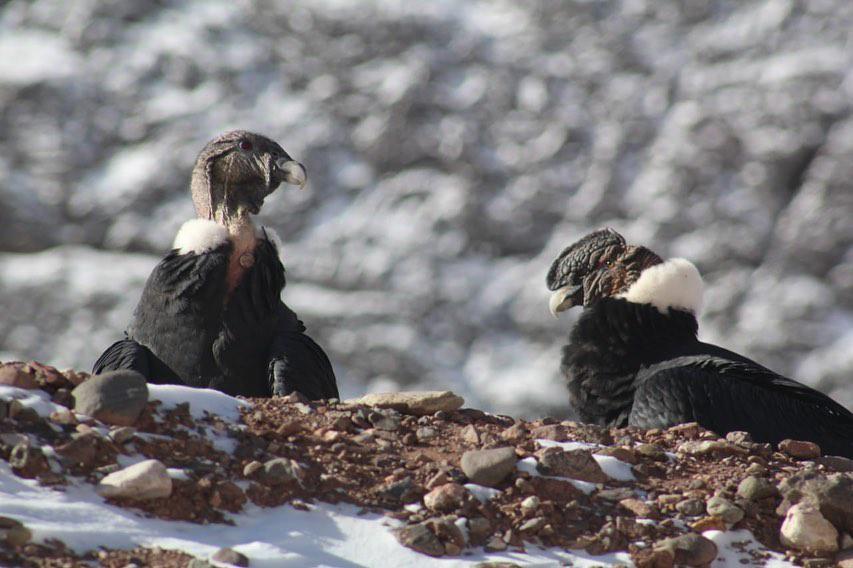 CONDORES EN ACONCAGUA PCCA
