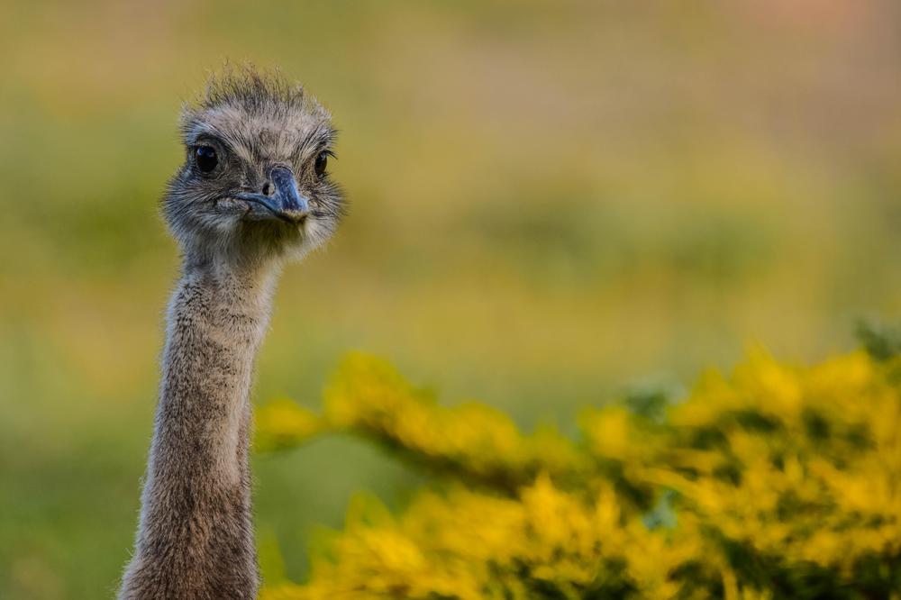 Choique-Franco Bucci- Portal cañadón Pinturas (2)