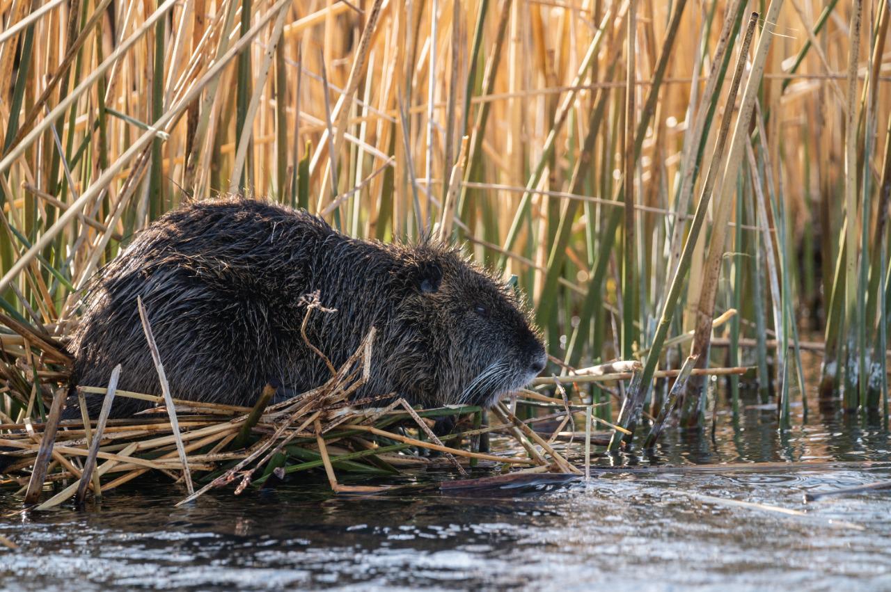 Conservar los juncales, esos humedales donde la vida se multiplica 01