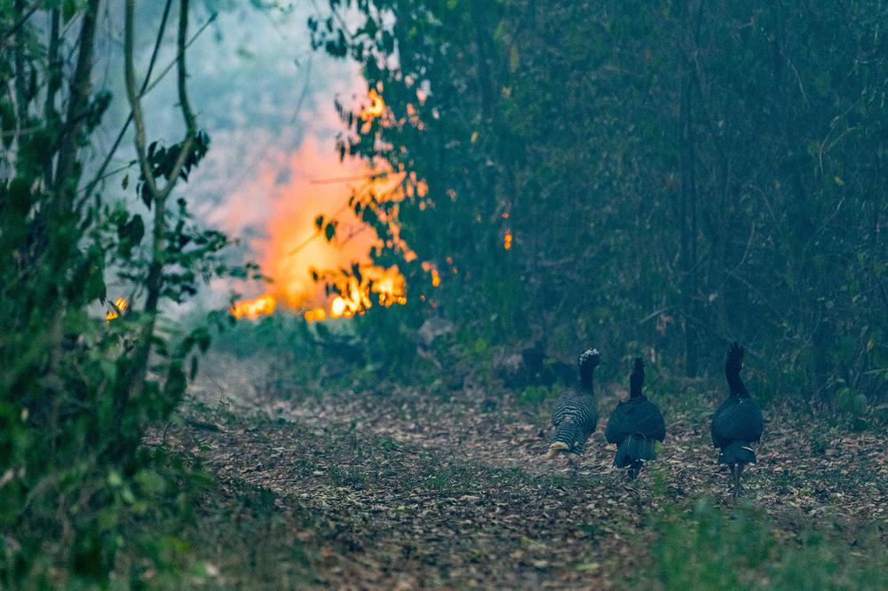 Incendios Iberá (Yerbalito) - Matias Rebak - Fundacion Rewilding Argentina-35